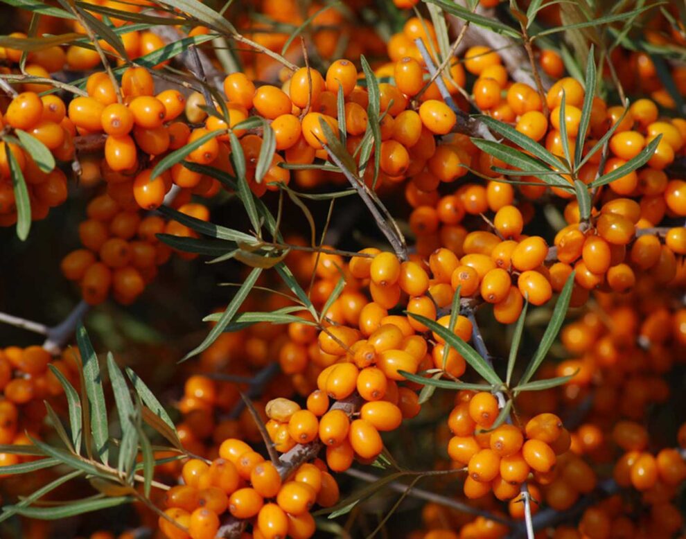 catina asociatia.bio